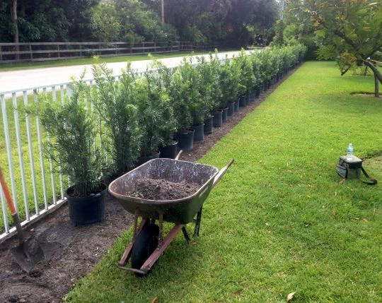 Performance Lawn Service project photo 1